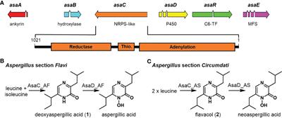 Small NRPS-like enzymes in Aspergillus sections Flavi and Circumdati selectively form substituted pyrazinone metabolites